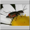 Malachius bipustulatus - Zweifleckiger Zipfelkaefer 06.jpg